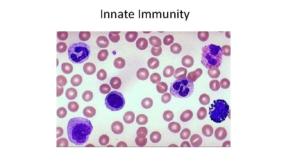 Innate Immunity 
