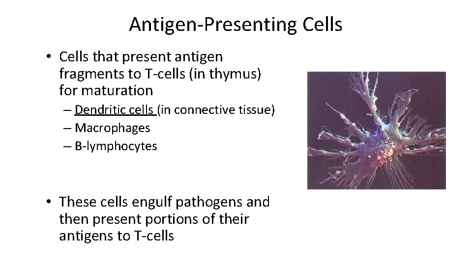 Antigen-Presenting Cells • Cells that present antigen fragments to T-cells (in thymus) for maturation