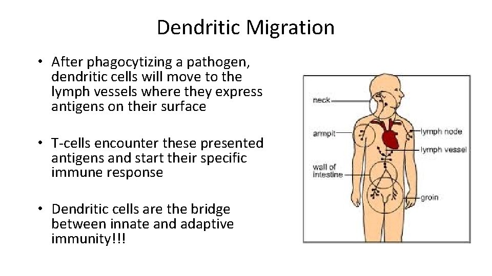 Dendritic Migration • After phagocytizing a pathogen, dendritic cells will move to the lymph