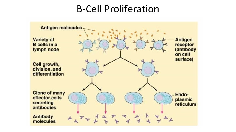 B-Cell Proliferation 