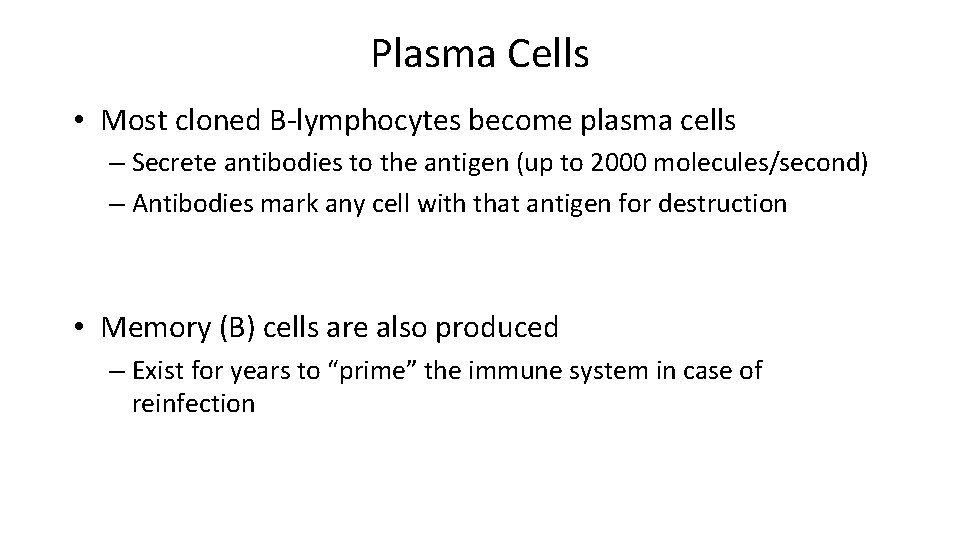 Plasma Cells • Most cloned B-lymphocytes become plasma cells – Secrete antibodies to the