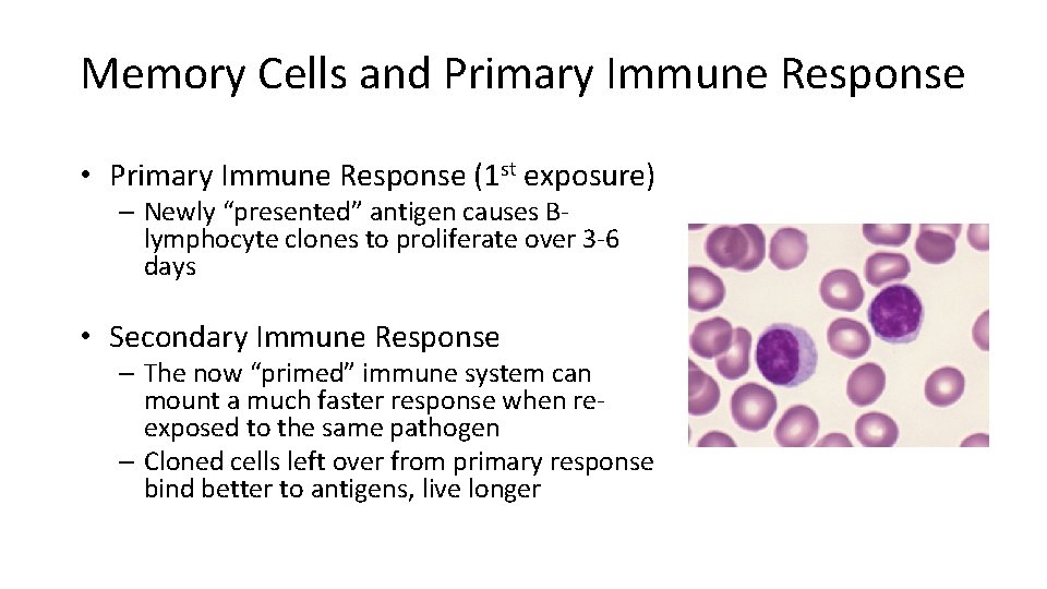 Memory Cells and Primary Immune Response • Primary Immune Response (1 st exposure) –