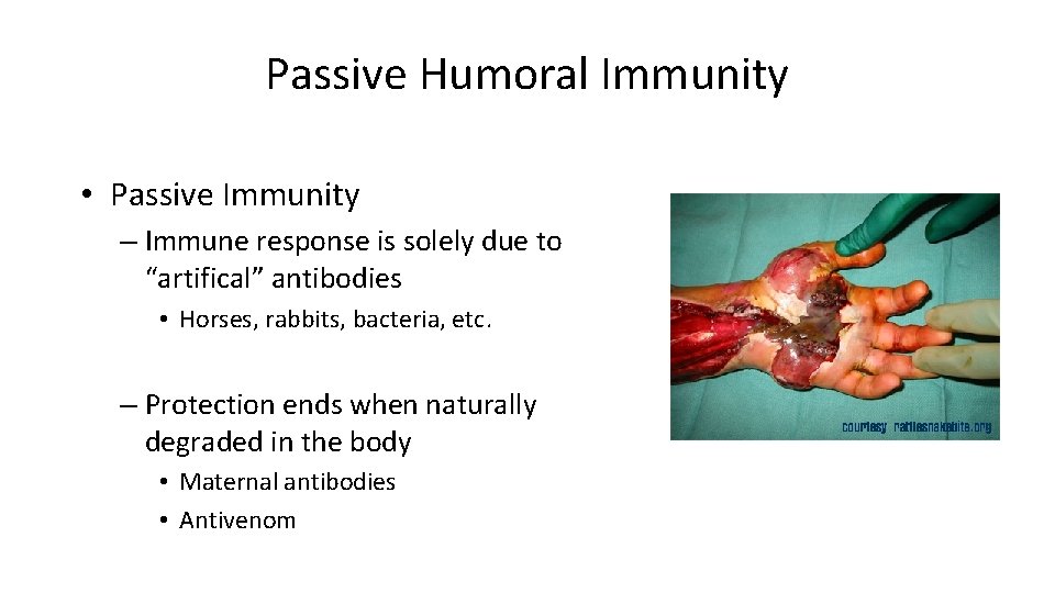 Passive Humoral Immunity • Passive Immunity – Immune response is solely due to “artifical”