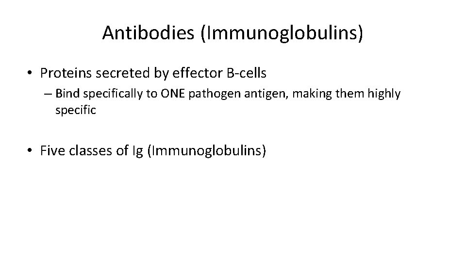 Antibodies (Immunoglobulins) • Proteins secreted by effector B-cells – Bind specifically to ONE pathogen