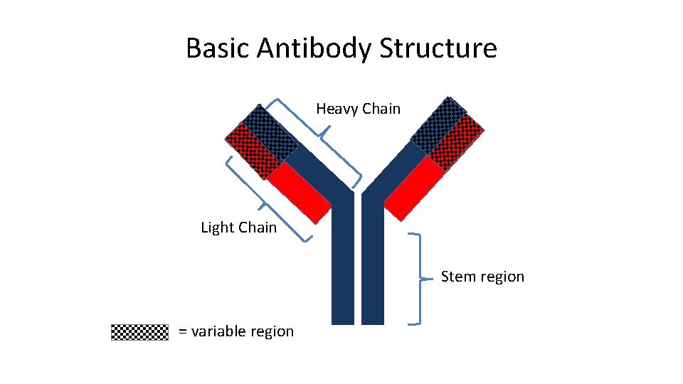 Basic Antibody Structure Heavy Chain Light Chain Stem region = variable region 