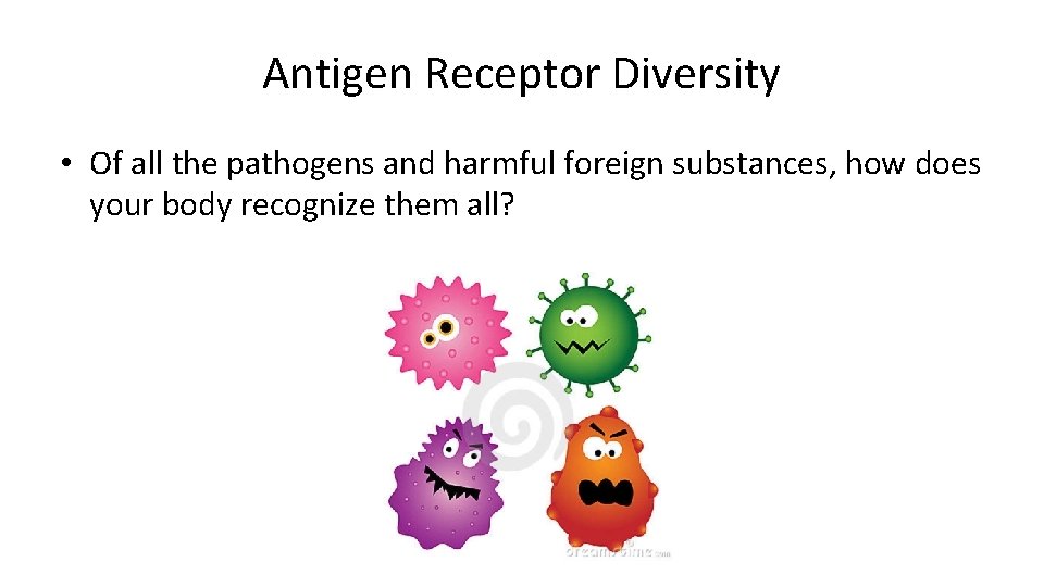 Antigen Receptor Diversity • Of all the pathogens and harmful foreign substances, how does