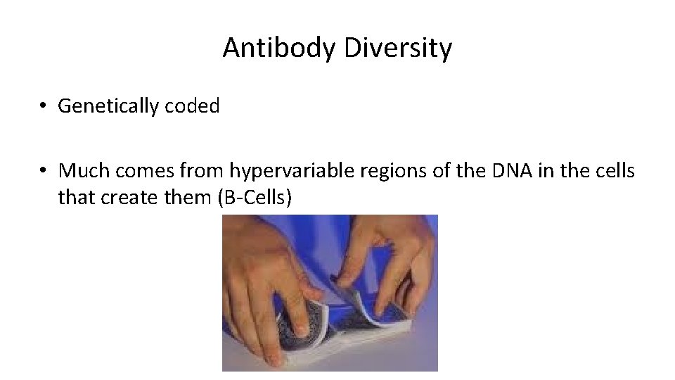 Antibody Diversity • Genetically coded • Much comes from hypervariable regions of the DNA