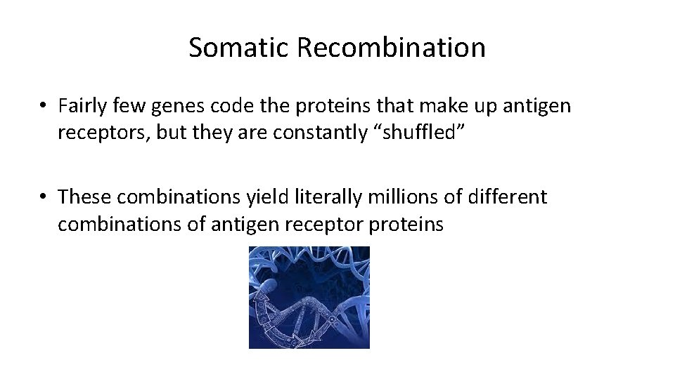 Somatic Recombination • Fairly few genes code the proteins that make up antigen receptors,