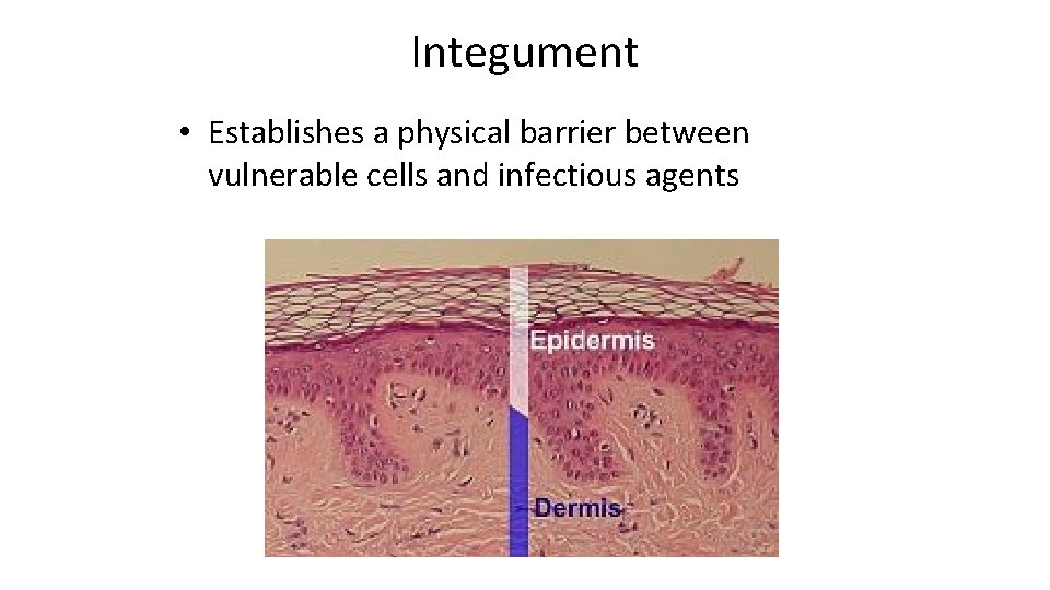 Integument • Establishes a physical barrier between vulnerable cells and infectious agents 