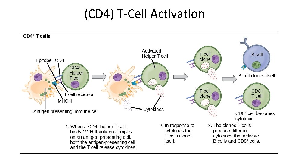 (CD 4) T-Cell Activation 