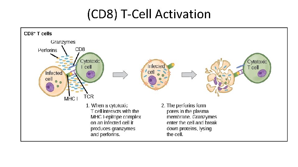 (CD 8) T-Cell Activation 