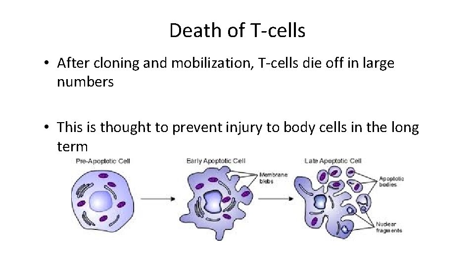 Death of T-cells • After cloning and mobilization, T-cells die off in large numbers