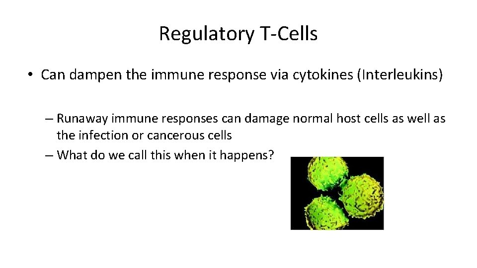 Regulatory T-Cells • Can dampen the immune response via cytokines (Interleukins) – Runaway immune