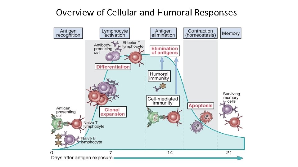 Overview of Cellular and Humoral Responses 