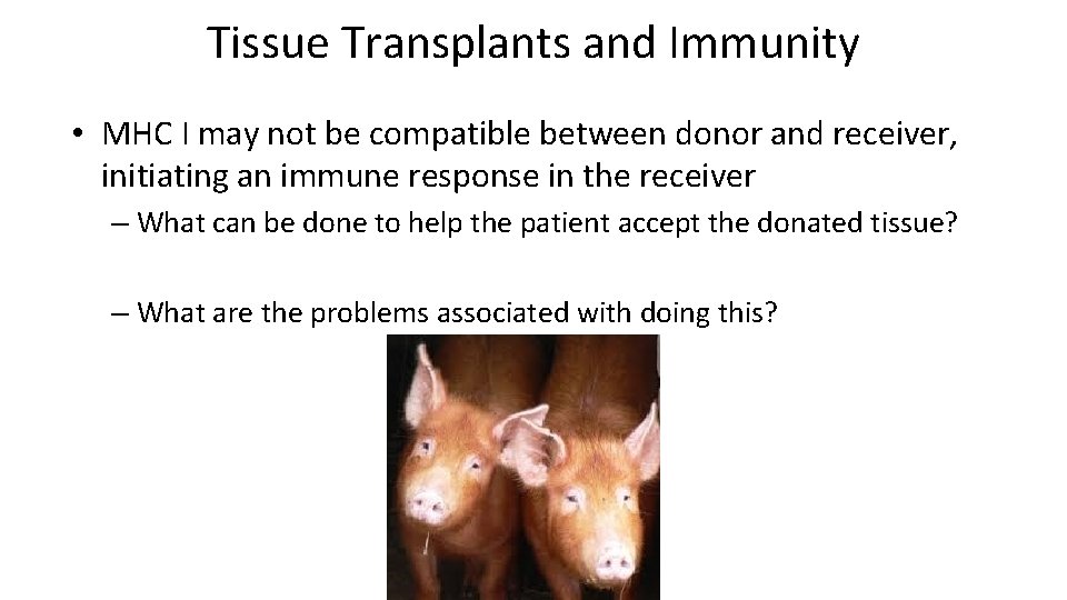 Tissue Transplants and Immunity • MHC I may not be compatible between donor and