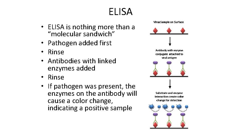 ELISA • ELISA is nothing more than a “molecular sandwich” • Pathogen added first