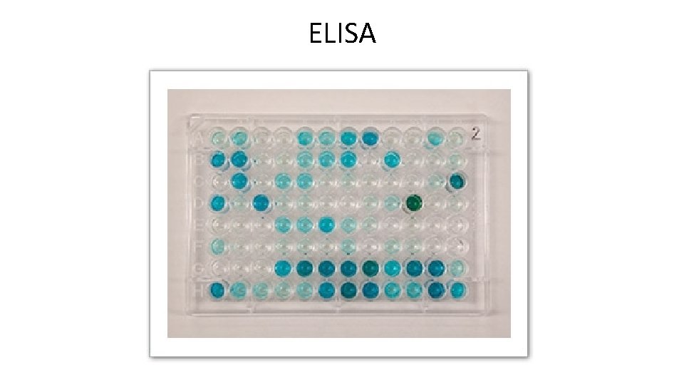 ELISA 