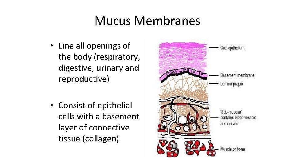 Mucus Membranes • Line all openings of the body (respiratory, digestive, urinary and reproductive)