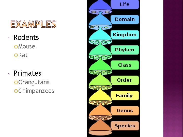  Rodents Mouse Rat Primates Orangutans Chimpanzees 