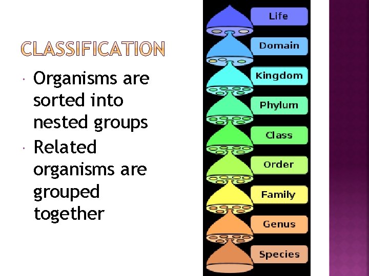 Organisms are sorted into nested groups Related organisms are grouped together 