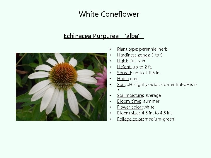 White Coneflower Echinacea Purpurea ‘alba’ • • • Plant type: perennial, herb Hardiness zones: