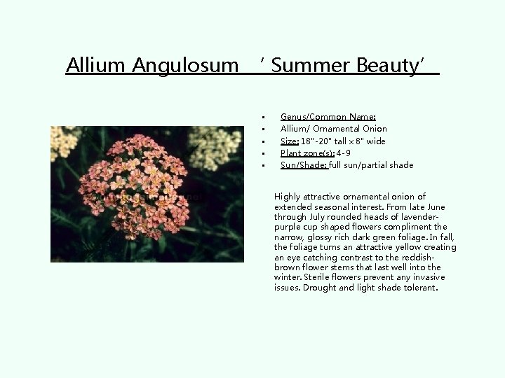 Allium Angulosum ‘ Summer Beauty’ • • • Genus/Common Name: Allium/ Ornamental Onion Size: