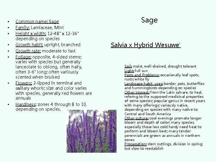  • • Common name: Sage Family: Lamiaceae, Mint Height x width: 12 -48"