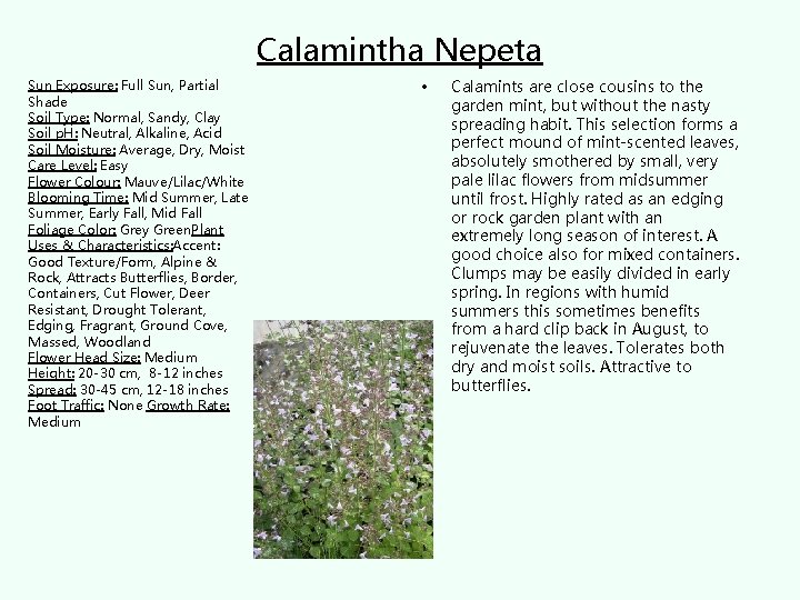 Calamintha Nepeta Sun Exposure: Full Sun, Partial Shade Soil Type: Normal, Sandy, Clay Soil