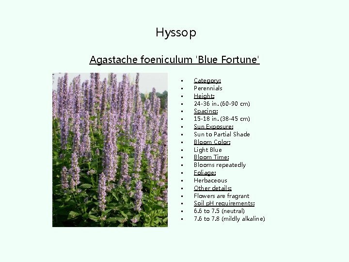 Hyssop Agastache foeniculum 'Blue Fortune' • • • • • Category: Perennials Height: 24