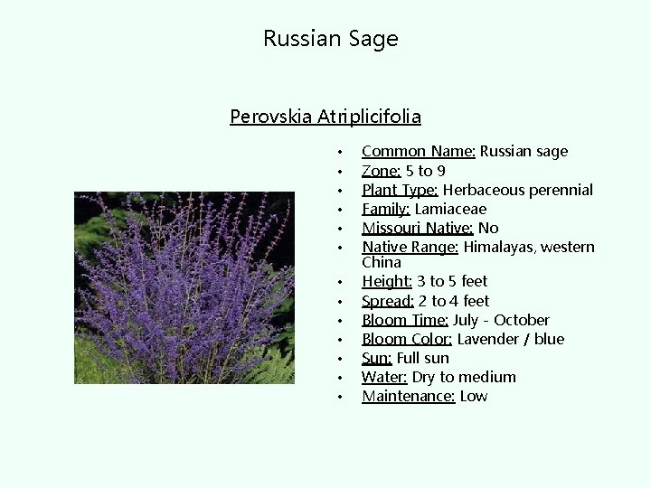 Russian Sage Perovskia Atriplicifolia • • • • Common Name: Russian sage Zone: 5