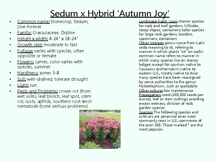  • • • Sedum x Hybrid 'Autumn Joy' Common name: Stonecrop, Sedum, Live-forever