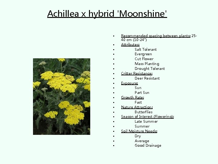 Achillea x hybrid 'Moonshine' • • • • • • Recommended spacing between plants: