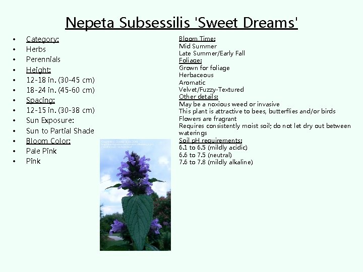 Nepeta Subsessilis 'Sweet Dreams' • • • • Category: Herbs Perennials Height: 12 -18