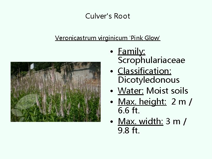 Culver's Root Veronicastrum virginicum 'Pink Glow' • Family: Scrophulariaceae • Classification: Dicotyledonous • Water: