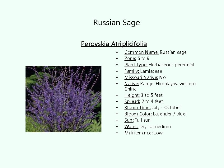 Russian Sage Perovskia Atriplicifolia • • • • Common Name: Russian sage Zone: 5