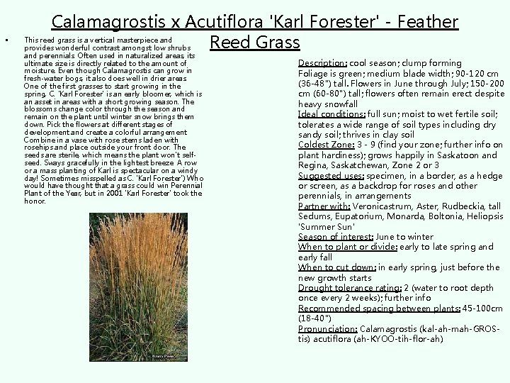  • Calamagrostis x Acutiflora 'Karl Forester' - Feather This reed grass is a