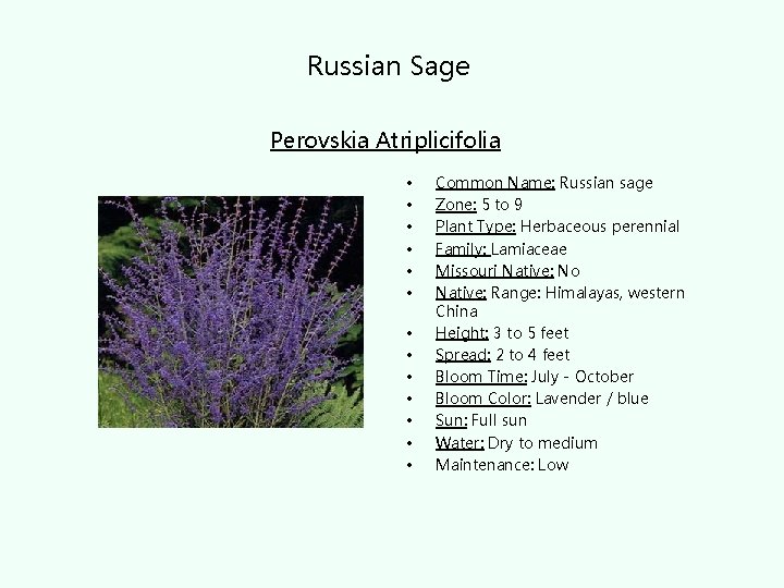 Russian Sage Perovskia Atriplicifolia • • • • Common Name: Russian sage Zone: 5