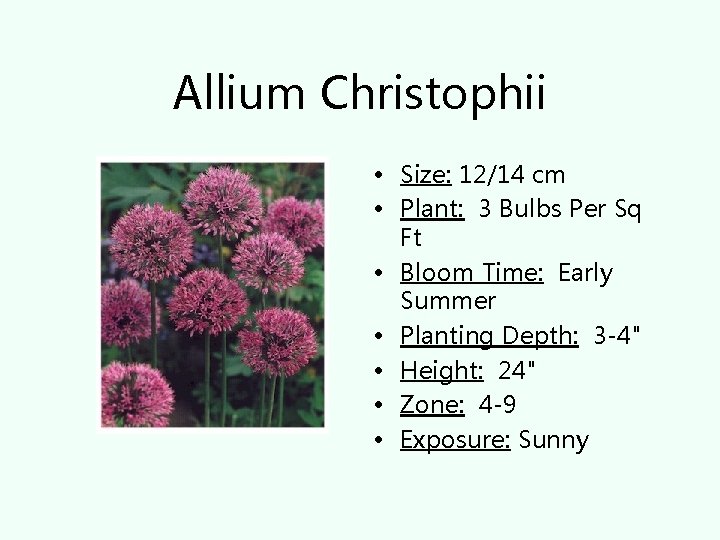 Allium Christophii • Size: 12/14 cm • Plant: 3 Bulbs Per Sq Ft •