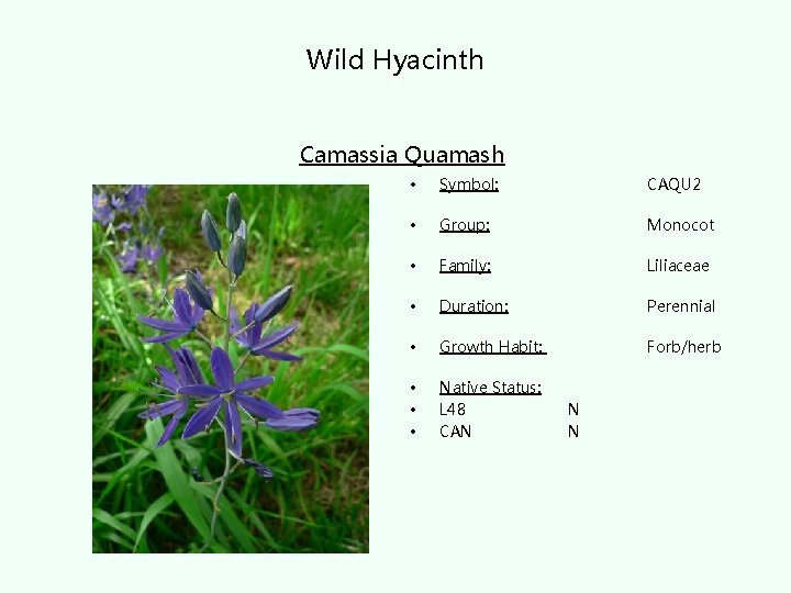 Wild Hyacinth Camassia Quamash • Symbol: CAQU 2 • Group: Monocot • Family: Liliaceae