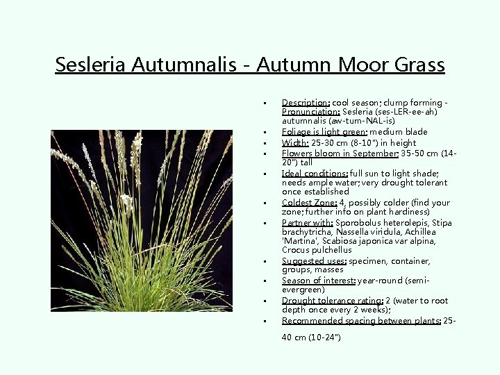 Sesleria Autumnalis - Autumn Moor Grass • • • Description: cool season; clump forming