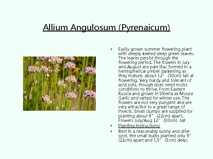 Allium Angulosum (Pyrenaicum) • • • Easily grown summer flowering plant with deeply keeled