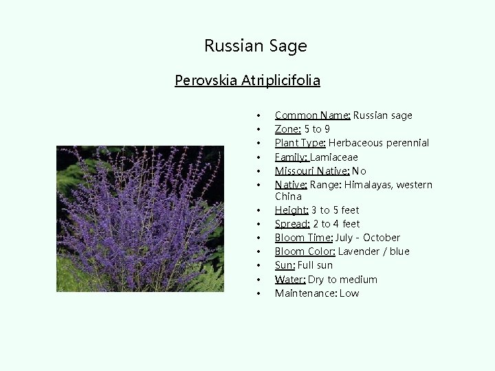 Russian Sage Perovskia Atriplicifolia • • • • Common Name: Russian sage Zone: 5
