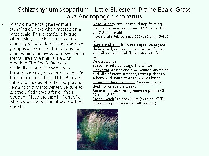 Schizachyrium scoparium - Little Bluestem, Prairie Beard Grass aka Andropogon scoparius • Many ornamental