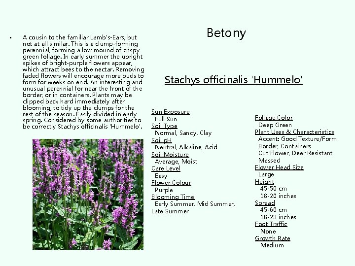  • A cousin to the familiar Lamb's-Ears, but not at all similar. This