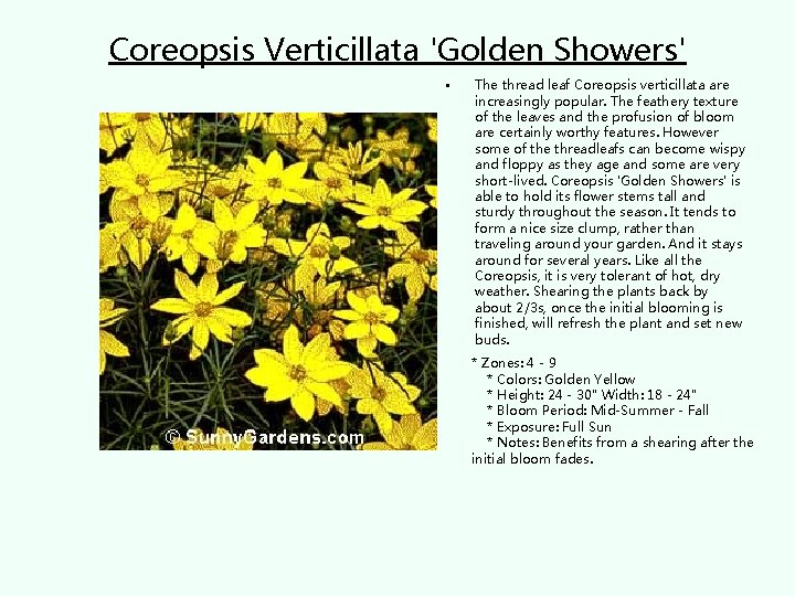 Coreopsis Verticillata 'Golden Showers' • The thread leaf Coreopsis verticillata are increasingly popular. The