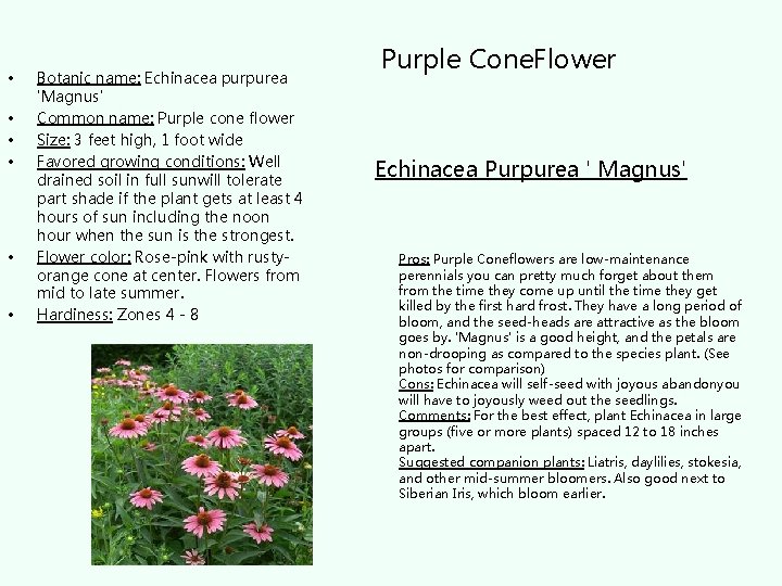  • • • Botanic name: Echinacea purpurea 'Magnus' Common name: Purple cone flower