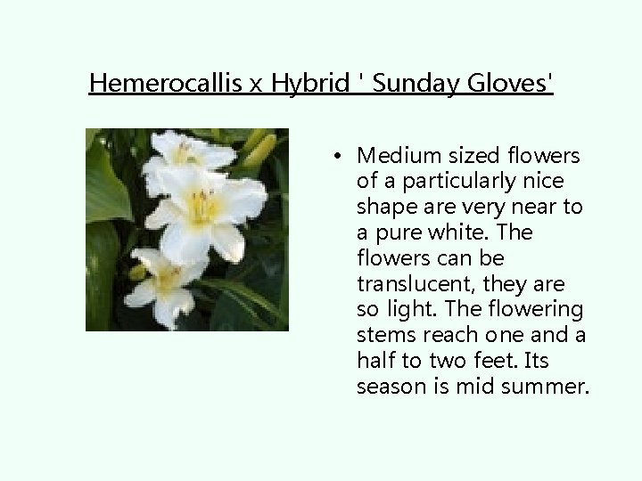 Hemerocallis x Hybrid ' Sunday Gloves' • Medium sized flowers of a particularly nice