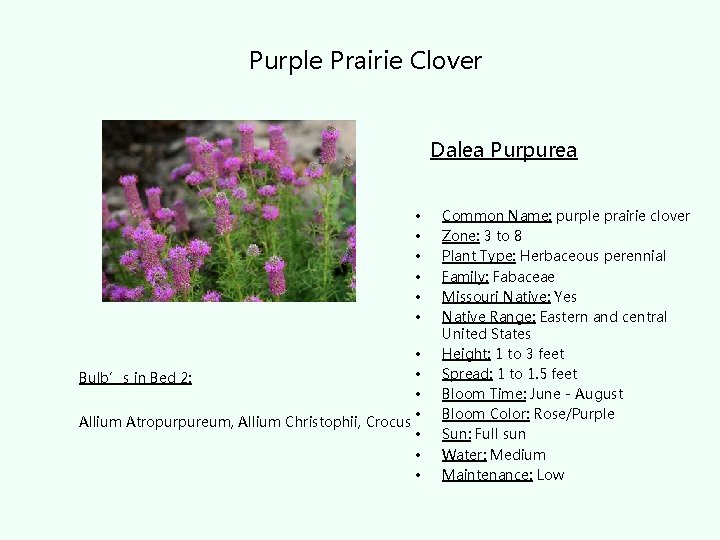 Purple Prairie Clover Dalea Purpurea • • Bulb’s in Bed 2: • • Allium