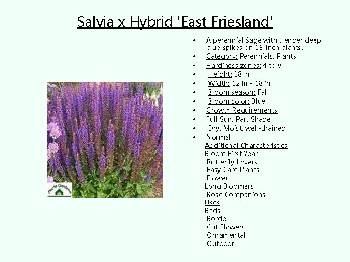 Salvia x Hybrid 'East Friesland' • • • A perennial Sage with slender deep