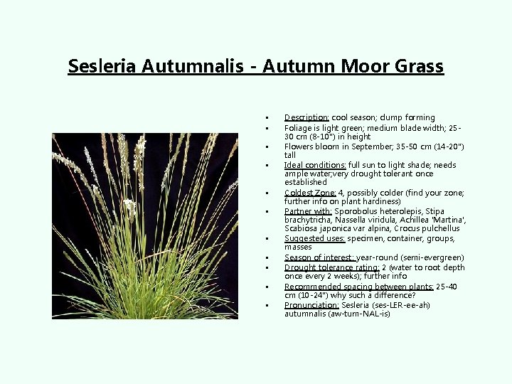Sesleria Autumnalis - Autumn Moor Grass • • • Description: cool season; clump forming